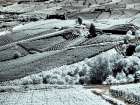 Italy, Pedemonte, Langhe, Barolo. Vineyards. Art Print